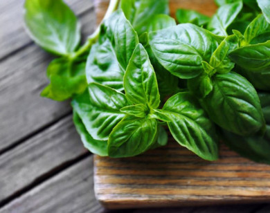 Những lợi ích không ngờ của húng quế trong mùa đông