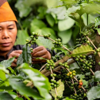 Giá nông sản ngày 5/11/2025: Cà phê bật tăng mạnh, hồ tiêu giảm nhẹ