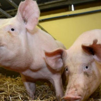 Giá heo hơi ngày 5/11/2025: Chưa dứt đà giảm