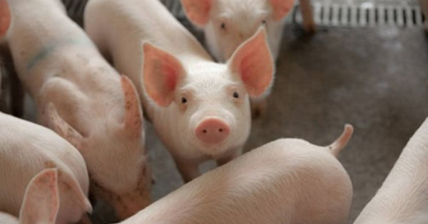 Giá heo hơi ngày 6/11/2025: Đi xuống tại nhiều địa phương