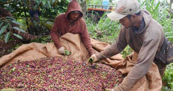 Giá nông sản ngày 6/11/2025: Cà phê và hồ tiêu cùng giảm nhẹ
