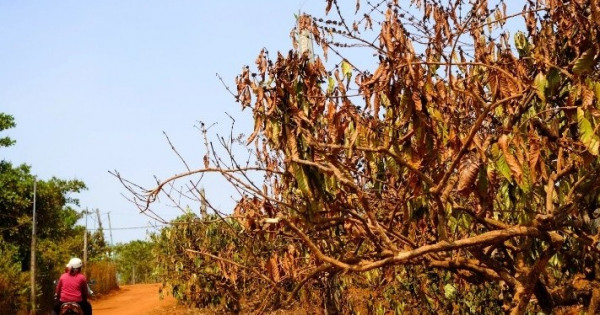 Cà phê Việt Nam trước biến đổi khí hậu: Thách thức và giải pháp thích ứng