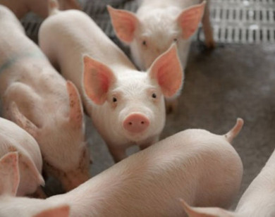 Giá heo hơi ngày 6/11/2025: Đi xuống tại nhiều địa phương
