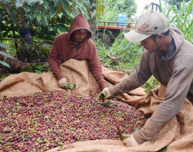 Giá nông sản ngày 6/11/2025: Cà phê và hồ tiêu cùng giảm nhẹ