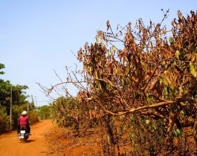 Cà phê Việt Nam trước biến đổi khí hậu: Thách thức và giải pháp thích ứng