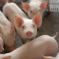 Giá heo hơi ngày 6/11/2025: Đi xuống tại nhiều địa phương