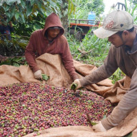 Giá nông sản ngày 6/11/2025: Cà phê và hồ tiêu cùng giảm nhẹ