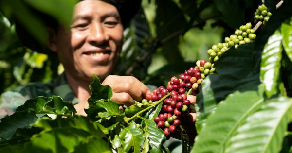 Giá nông sản ngày 7/11/2025: Cà phê tăng nhẹ, hồ tiêu ổn định