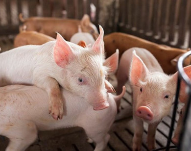 Giá heo hơi ngày 7/11/2025: Giảm nhẹ trên cả 3 miền