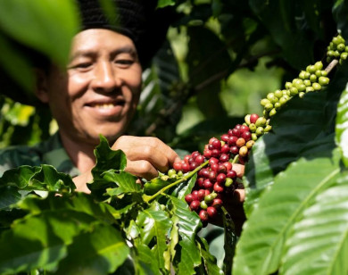 Giá nông sản ngày 7/11/2025: Cà phê tăng nhẹ, hồ tiêu ổn định