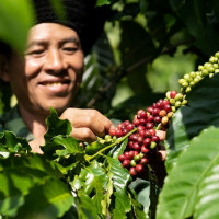 Giá nông sản ngày 7/11/2025: Cà phê tăng nhẹ, hồ tiêu ổn định