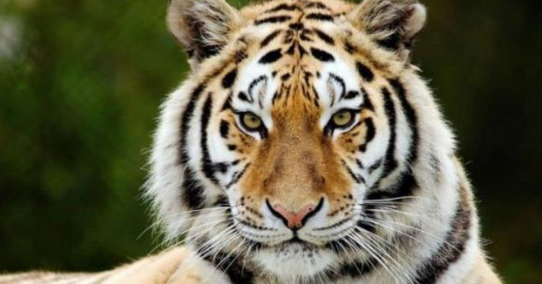 Con số may mắn tài lộc ngày 9/11/2025 của 12 con giáp