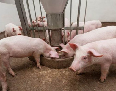 Giá heo hơi ngày 8/11/2025: Tiếp tục giảm tại nhiều nơi