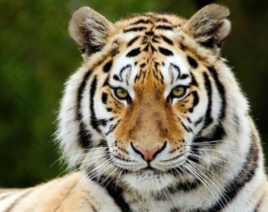 Con số may mắn tài lộc ngày 9/11/2025 của 12 con giáp