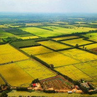 Trường hợp nào được miễn thuế sử dụng đất nông nghiệp đến hết ngày 31/12/2030?