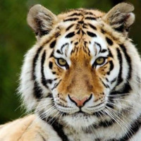 Con số may mắn tài lộc ngày 9/11/2025 của 12 con giáp