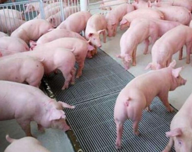 Giá heo hơi ngày 9/11/2025: Có xu hướng đi ngang