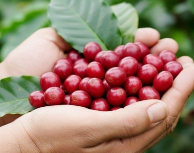 Giá nông sản ngày 10/11/2025: Cà phê và hồ tiêu cùng đi ngang