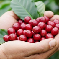 Giá nông sản ngày 10/11/2025: Cà phê và hồ tiêu cùng đi ngang