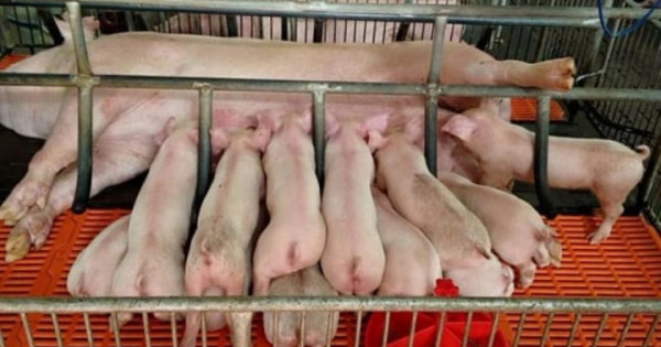 Giá heo hơi ngày 11/11/2025: Giảm mạnh ở miền Bắc - Trung