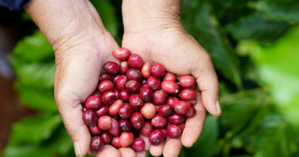 Giá nông sản ngày 11/11/2025: Cà phê tăng nhẹ, hồ tiêu ổn định