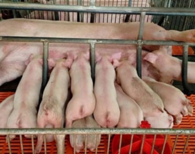 Giá heo hơi ngày 11/11/2025: Giảm mạnh ở miền Bắc - Trung