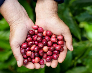 Giá nông sản ngày 11/11/2025: Cà phê tăng nhẹ, hồ tiêu ổn định