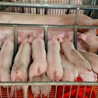 Giá heo hơi ngày 11/11/2025: Giảm mạnh ở miền Bắc - Trung