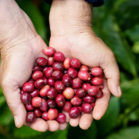 Giá nông sản ngày 11/11/2025: Cà phê tăng nhẹ, hồ tiêu ổn định