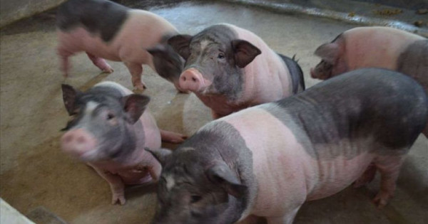 Giá heo hơi ngày 12/11/2025: Tiếp tục giảm nhẹ trên cả 3 miền