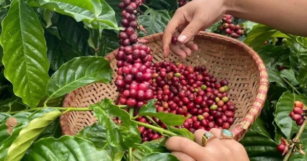 Giá nông sản ngày 12/11/2025: Cà phê giảm mạnh, hồ tiêu ổn định ở mức cao