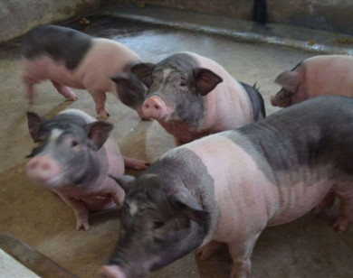 Giá heo hơi ngày 12/11/2025: Tiếp tục giảm nhẹ trên cả 3 miền