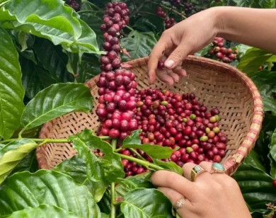 Giá nông sản ngày 12/11/2025: Cà phê giảm mạnh, hồ tiêu ổn định ở mức cao