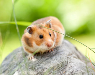 Con số may mắn tài lộc ngày 13/11/2025 của 12 con giáp