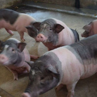 Giá heo hơi ngày 12/11/2025: Tiếp tục giảm nhẹ trên cả 3 miền