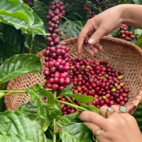 Giá nông sản ngày 12/11/2025: Cà phê giảm mạnh, hồ tiêu ổn định ở mức cao