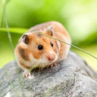 Con số may mắn tài lộc ngày 13/11/2025 của 12 con giáp