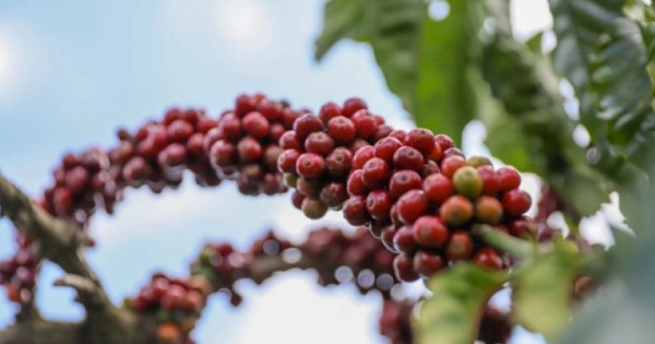 Giá nông sản ngày 13/11/2025: Cà phê và hồ tiêu cùng giảm nhẹ