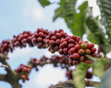 Giá nông sản ngày 13/11/2025: Cà phê và hồ tiêu cùng giảm nhẹ