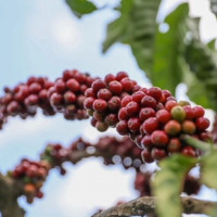 Giá nông sản ngày 13/11/2025: Cà phê và hồ tiêu cùng giảm nhẹ