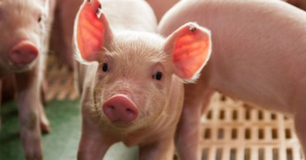 Giá heo hơi ngày 14/11/2025: Đi ngang trên cả nước