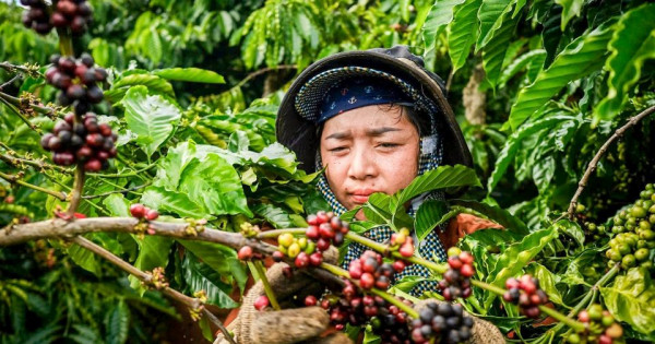 Giá nông sản ngày 14/11/2025: Cà phê lao dốc, hồ tiêu giảm nhẹ