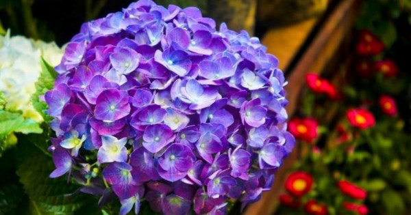 Tử vi ngày 15/11/2025 của 12 cung hoàng đạo: Công việc của Song Ngư thăng tiến vượt bậc