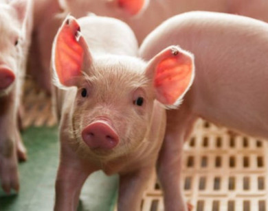 Giá heo hơi ngày 14/11/2025: Đi ngang trên cả nước