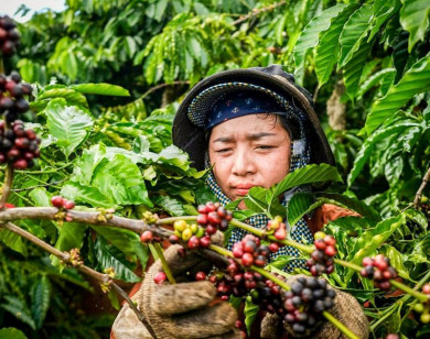 Giá nông sản ngày 14/11/2025: Cà phê lao dốc, hồ tiêu giảm nhẹ
