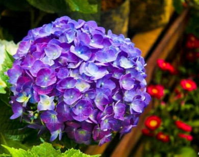 Tử vi ngày 15/11/2025 của 12 cung hoàng đạo: Công việc của Song Ngư thăng tiến vượt bậc