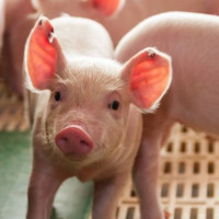 Giá heo hơi ngày 14/11/2025: Đi ngang trên cả nước