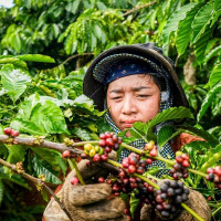 Giá nông sản ngày 14/11/2025: Cà phê lao dốc, hồ tiêu giảm nhẹ