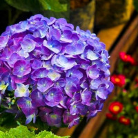 Tử vi ngày 15/11/2025 của 12 cung hoàng đạo: Công việc của Song Ngư thăng tiến vượt bậc