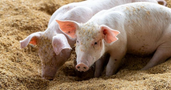 Giá heo hơi ngày 15/11/2025: Đi ngang trên cả nước